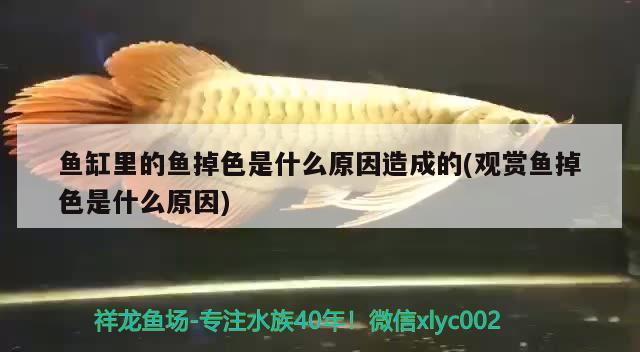 鱼缸里的鱼掉色是什么原因造成的(观赏鱼掉色是什么原因)