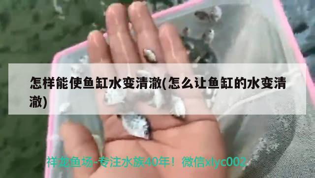 怎样能使鱼缸水变清澈(怎么让鱼缸的水变清澈)