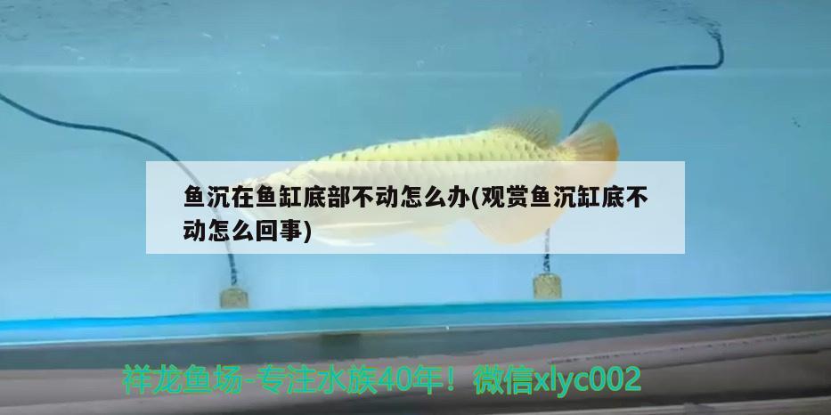 鱼沉在鱼缸底部不动怎么办(观赏鱼沉缸底不动怎么回事) 水族品牌