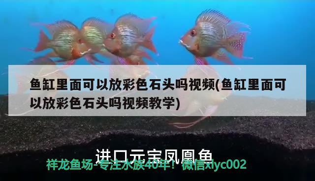 鱼缸里面可以放彩色石头吗视频(鱼缸里面可以放彩色石头吗视频教学)