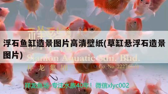 浮石鱼缸造景图片高清壁纸(草缸悬浮石造景图片) 非洲金鼓鱼