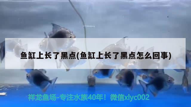 鱼缸上长了黑点(鱼缸上长了黑点怎么回事)