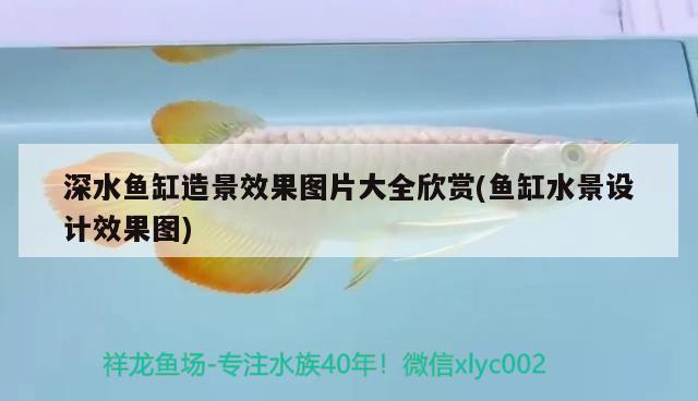 深水鱼缸造景效果图片大全欣赏(鱼缸水景设计效果图) 广州水族器材滤材批发市场