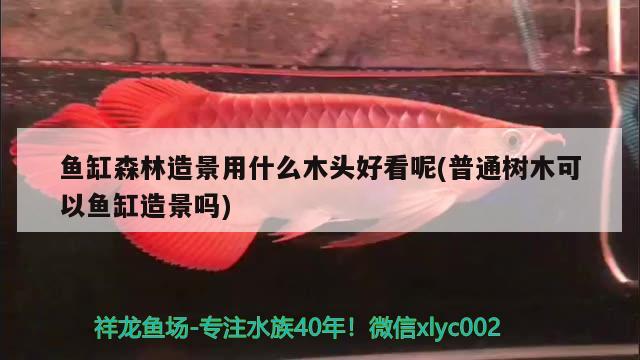 鱼缸森林造景用什么木头好看呢(普通树木可以鱼缸造景吗) 七纹巨鲤鱼