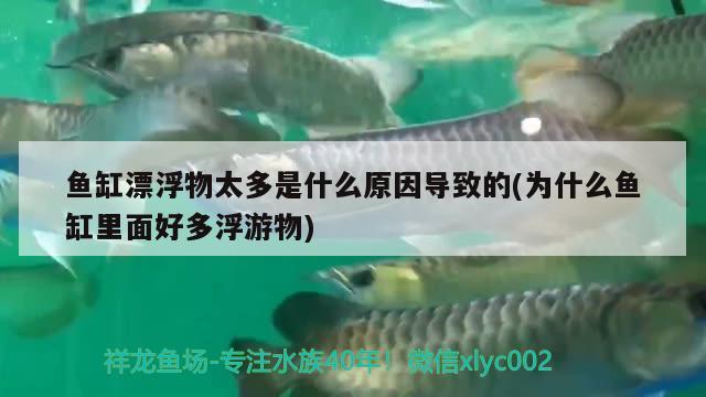 鱼缸漂浮物太多是什么原因导致的(为什么鱼缸里面好多浮游物)