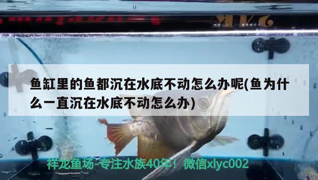 鱼缸里的鱼都沉在水底不动怎么办呢(鱼为什么一直沉在水底不动怎么办)