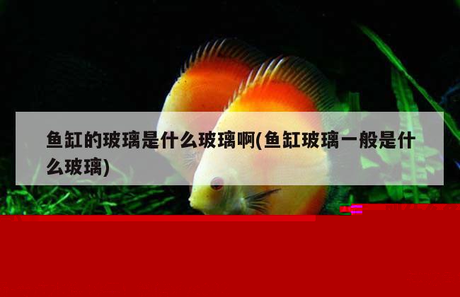 做鱼缸用的玻璃胶叫什么(做鱼缸用的玻璃胶叫什么名字) 熊猫异形鱼L46