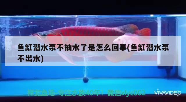 鱼缸潜水泵不抽水了是怎么回事(鱼缸潜水泵不出水)