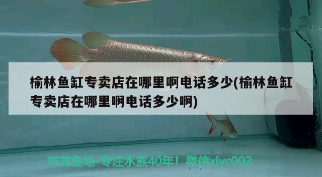 榆林鱼缸专卖店在哪里啊电话多少(榆林鱼缸专卖店在哪里啊电话多少啊) 银龙鱼苗