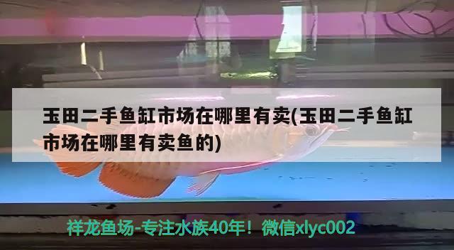 玉田二手鱼缸市场在哪里有卖(玉田二手鱼缸市场在哪里有卖鱼的) 森森鱼缸