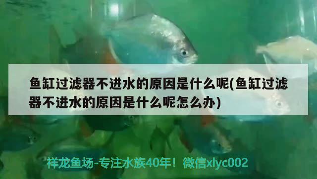 鱼缸过滤器不进水的原因是什么呢(鱼缸过滤器不进水的原因是什么呢怎么办) 纯血皇冠黑白魟鱼