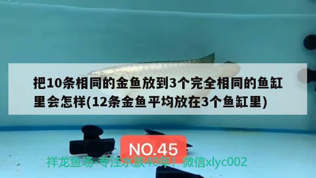 把10条相同的金鱼放到3个完全相同的鱼缸里会怎样(12条金鱼平均放在3个鱼缸里)