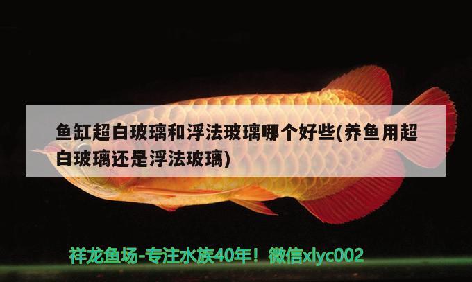 鱼缸超白玻璃和浮法玻璃哪个好些(养鱼用超白玻璃还是浮法玻璃)