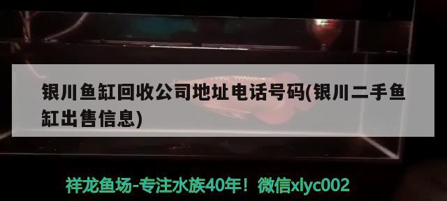 银川鱼缸回收公司地址电话号码(银川二手鱼缸出售信息) 白子球鲨鱼