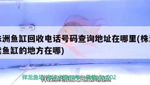 株洲鱼缸回收电话号码查询地址在哪里(株洲卖鱼缸的地方在哪) 广州龙鱼批发市场