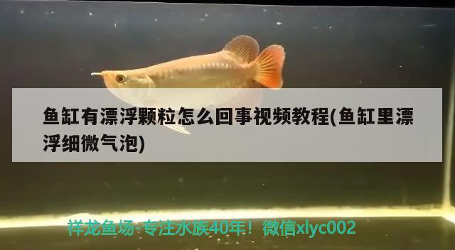 鱼缸有漂浮颗粒怎么回事视频教程(鱼缸里漂浮细微气泡) 和尚鱼