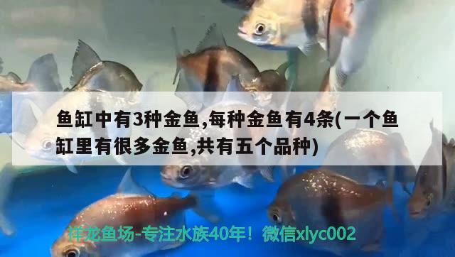 鱼缸中有3种金鱼,每种金鱼有4条(一个鱼缸里有很多金鱼,共有五个品种)