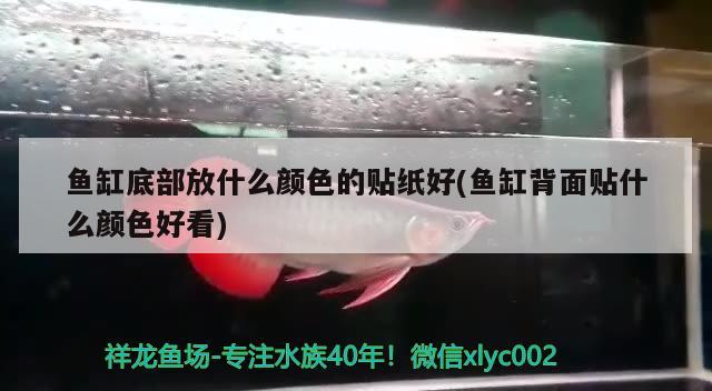 鱼缸底部放什么颜色的贴纸好(鱼缸背面贴什么颜色好看)