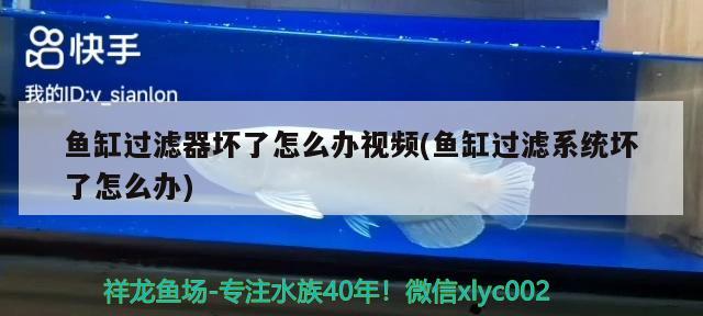 鱼缸过滤器坏了怎么办视频(鱼缸过滤系统坏了怎么办) 豹纹夫鱼苗