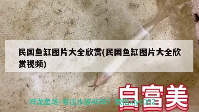 民国鱼缸图片大全欣赏(民国鱼缸图片大全欣赏视频)