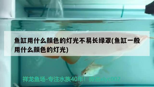 鱼缸用什么颜色的灯光不易长绿罩(鱼缸一般用什么颜色的灯光) 月光鸭嘴鱼苗