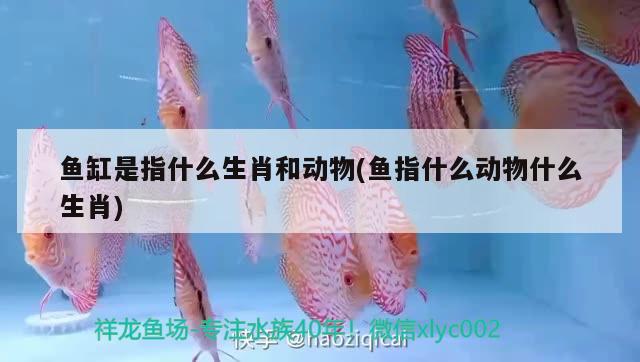 鱼缸是指什么生肖和动物(鱼指什么动物什么生肖) 红龙专用鱼粮饲料