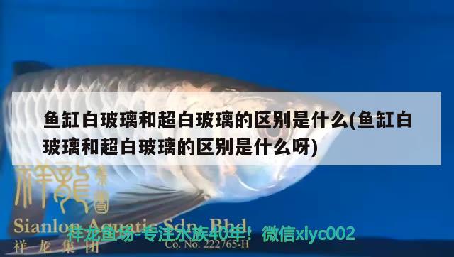 鱼缸白玻璃和超白玻璃的区别是什么(鱼缸白玻璃和超白玻璃的区别是什么呀) 三间鼠鱼