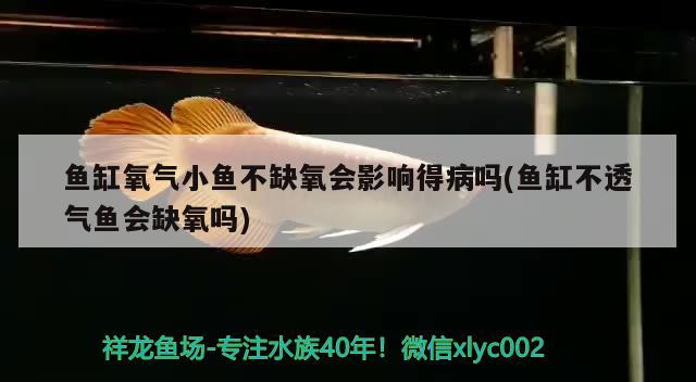 鱼缸氧气小鱼不缺氧会影响得病吗(鱼缸不透气鱼会缺氧吗) 南美异型鱼