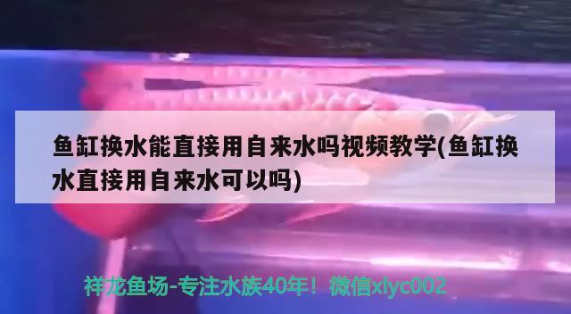 鱼缸换水能直接用自来水吗视频教学(鱼缸换水直接用自来水可以吗) 白子黑帝王魟鱼