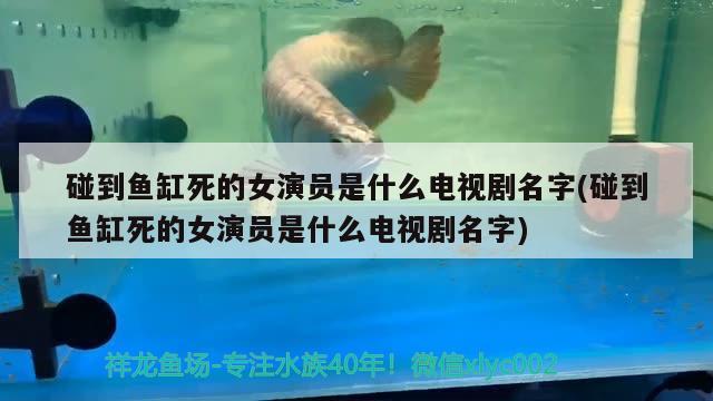 碰到鱼缸死的女演员是什么电视剧名字(碰到鱼缸死的女演员是什么电视剧名字)