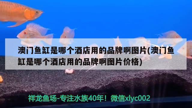 澳门鱼缸是哪个酒店用的品牌啊图片(澳门鱼缸是哪个酒店用的品牌啊图片价格) 印尼虎苗