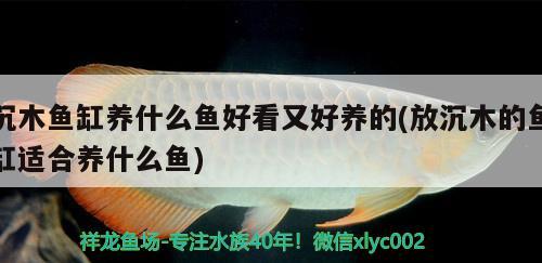 沉木鱼缸养什么鱼好看又好养的(放沉木的鱼缸适合养什么鱼)