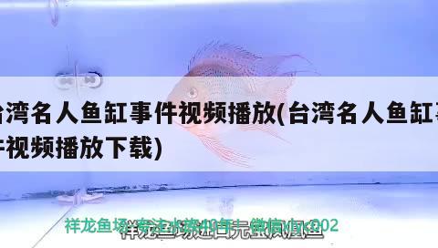 台湾名人鱼缸事件视频播放(台湾名人鱼缸事件视频播放下载) 黄金达摩鱼