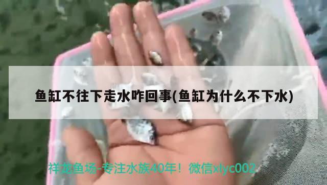 鱼缸不往下走水咋回事(鱼缸为什么不下水) 大日玉鲭鱼