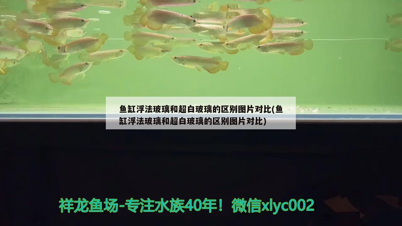 鱼缸浮法玻璃和超白玻璃的区别图片对比(鱼缸浮法玻璃和超白玻璃的区别图片对比) 金龙福龙鱼