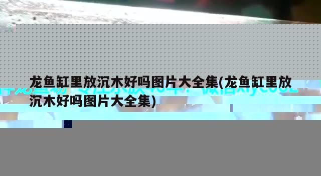 龙鱼缸里放沉木好吗图片大全集(龙鱼缸里放沉木好吗图片大全集) 观赏鱼鱼苗