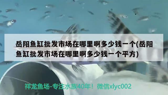 岳阳鱼缸批发市场在哪里啊多少钱一个(岳阳鱼缸批发市场在哪里啊多少钱一个平方) 粗线银版鱼