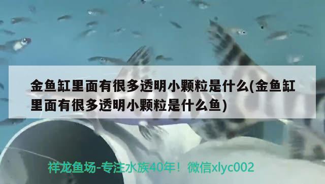 金鱼缸里面有很多透明小颗粒是什么(金鱼缸里面有很多透明小颗粒是什么鱼) 南美异型鱼