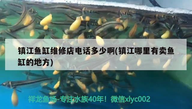 镇江鱼缸维修店电话多少啊(镇江哪里有卖鱼缸的地方) 广州水族批发市场