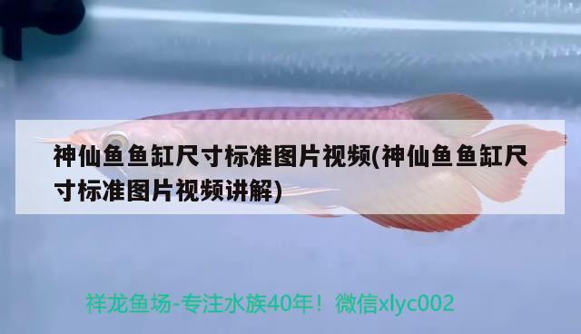 神仙鱼鱼缸尺寸标准图片视频(神仙鱼鱼缸尺寸标准图片视频讲解) 红龙福龙鱼