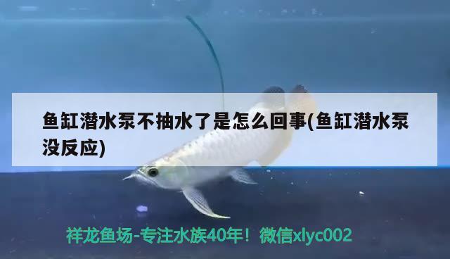 鱼缸潜水泵不抽水了是怎么回事(鱼缸潜水泵没反应) 飞凤鱼苗