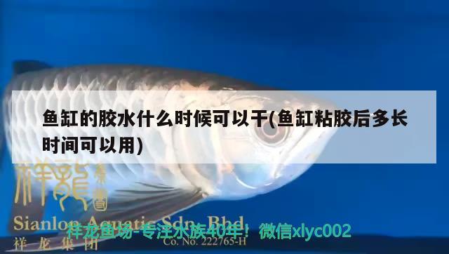 鱼缸的胶水什么时候可以干(鱼缸粘胶后多长时间可以用) 撒旦鸭嘴鱼