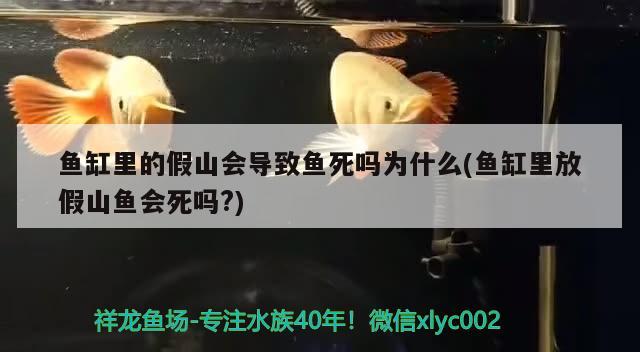 鱼缸里的假山会导致鱼死吗为什么(鱼缸里放假山鱼会死吗?) 绿皮辣椒小红龙