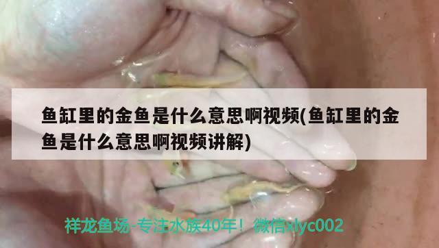 鱼缸里的金鱼是什么意思啊视频(鱼缸里的金鱼是什么意思啊视频讲解)