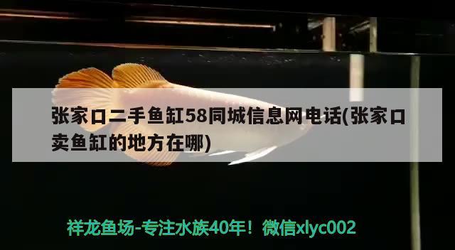 张家口二手鱼缸58同城信息网电话(张家口卖鱼缸的地方在哪) 鸭嘴鲨鱼