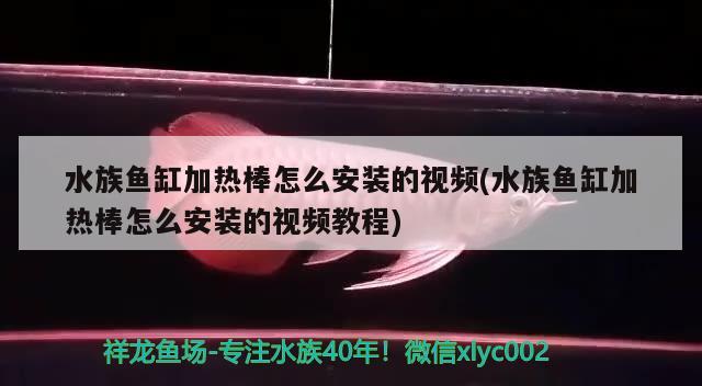 水族鱼缸加热棒怎么安装的视频(水族鱼缸加热棒怎么安装的视频教程) 喷点菠萝鱼