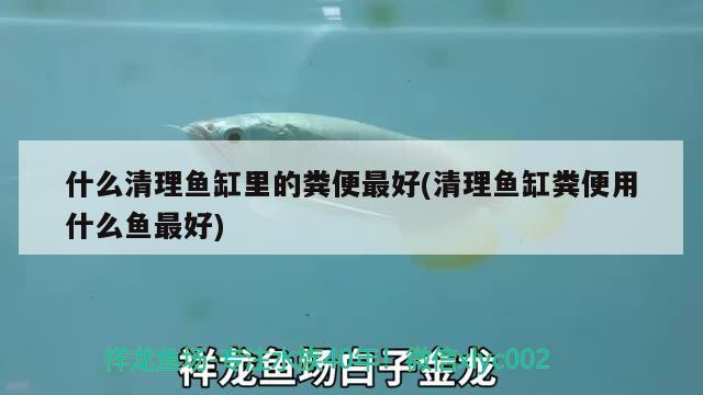 什么清理鱼缸里的粪便最好(清理鱼缸粪便用什么鱼最好)