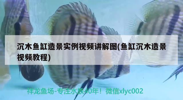 沉木鱼缸造景实例视频讲解图(鱼缸沉木造景视频教程) 马拉莫宝石鱼