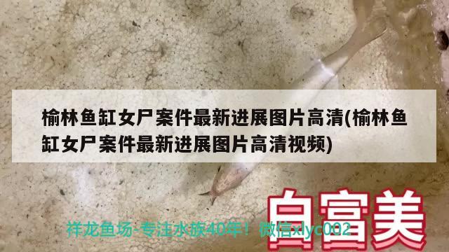 榆林鱼缸女尸案件最新进展图片高清(榆林鱼缸女尸案件最新进展图片高清视频)