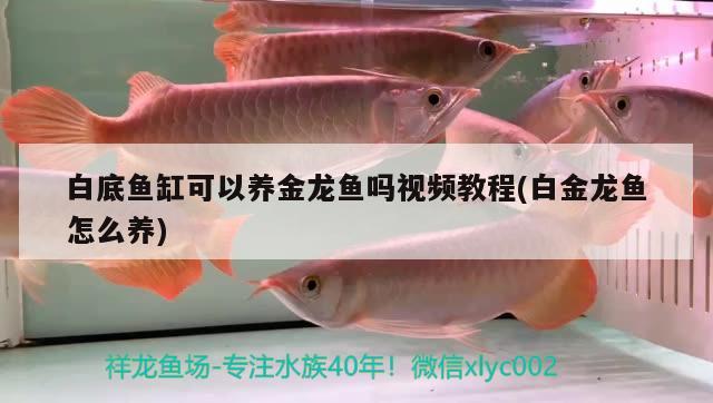 白底鱼缸可以养金龙鱼吗视频教程(白金龙鱼怎么养) 祥龙龙鱼鱼粮
